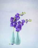 Purple Night Scented Stock in Blue Vases