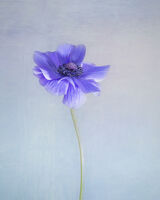 Single Blue Anemone Portrait