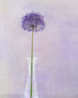 Purple Allium Portrait