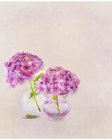 Two Pink Hydrangea in Glass Vases