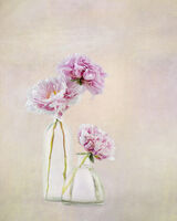 Two Pink Peony in Glass Vases