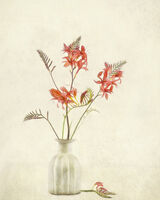 Orange Crocosmia in Cream Vase