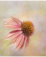 Pink Echinacea Portrait