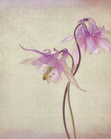 Aquilegia