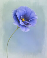 Blue Eustoma