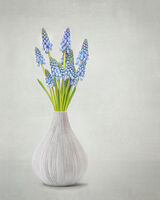 Blue Grape Hyacinth