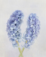 Blue Hyacinth