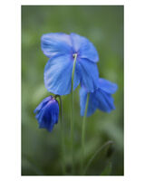 Blue Poppy 1
