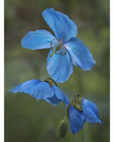 Blue Poppy 2