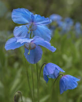 Blue Poppy 3