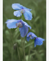 Blue Poppy 4