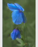 Blue Poppy 5