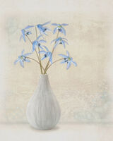 Chionodoxa Posy