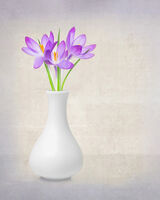 Crocus