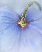Himalayan Blue Poppy