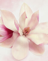 Magnolia flower