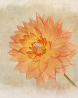 Orange Dahlia Portrait