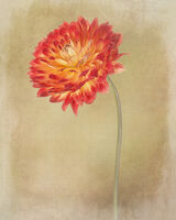 Orange Dahlia