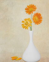 Orange flowers in white vase