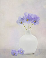 Pansies in White Vase