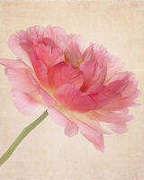 Peach Peony