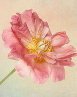 Peony Portrait