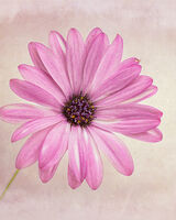 Pink African Daisy