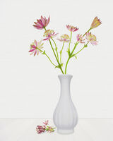 Pink Astrania in White Vase