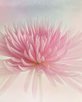 Pink Chrysanthemum