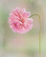 Pink Dahlia Portrait