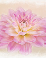 Pink Dahlia Portrait