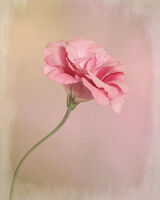 Pink Eustoma