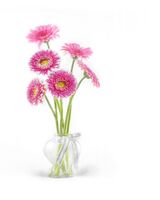 Pink Gerbera