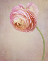 Pink Ranunculas Portrait