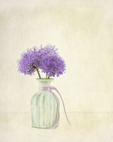 Purple Alium in Crean Vase