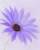 Purple Osteospermum