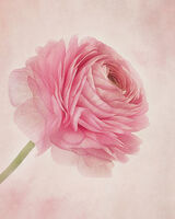 Single Pink Ranunculas