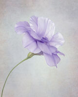 Single Purple Eustoma
