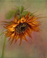Single Sunflower Portrair