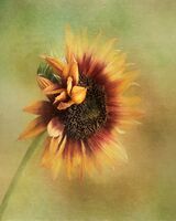 Sunflower Portrait