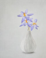 Three Blue Crocus in Grey Vase
