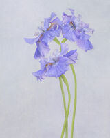 Three Blue Iris