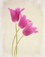 Three Cerise Tulips