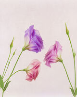 Three Colourful Eustoma