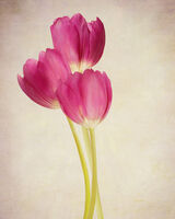 Three Deep Pink Tulips