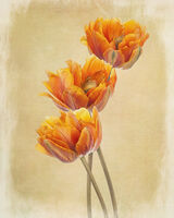 Three Orange Parrot Tulips