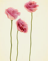 Three Pink Eustoma