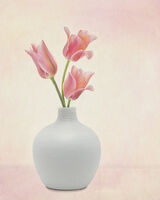 Three Pink Tulips White Round Vase