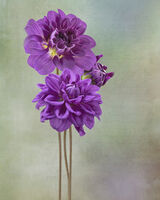Three Purple Dahlia