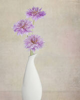 Three Purple Dahlia
